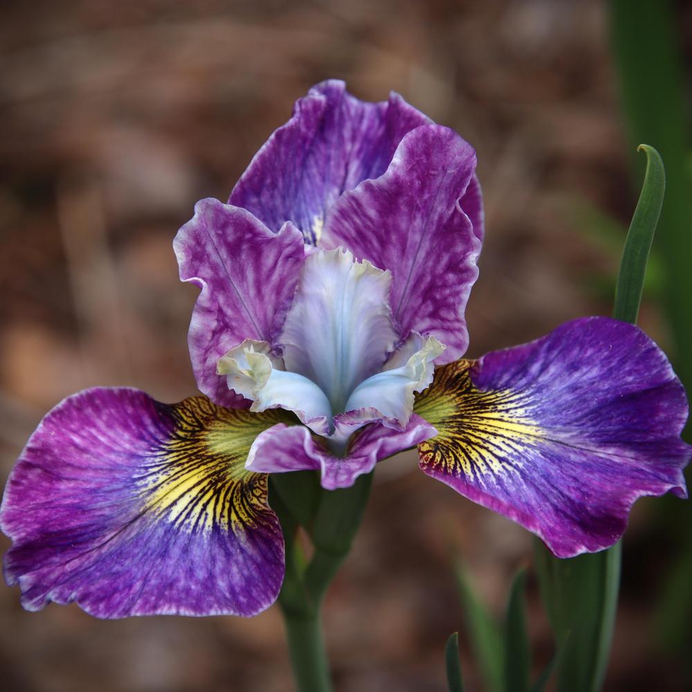 Photo of Siberian Iris (Iris 'Light of Heart') uploaded by LoriMT