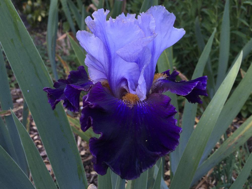 Photo of Tall Bearded Iris (Iris 'Visual Intrigue') uploaded by Neela