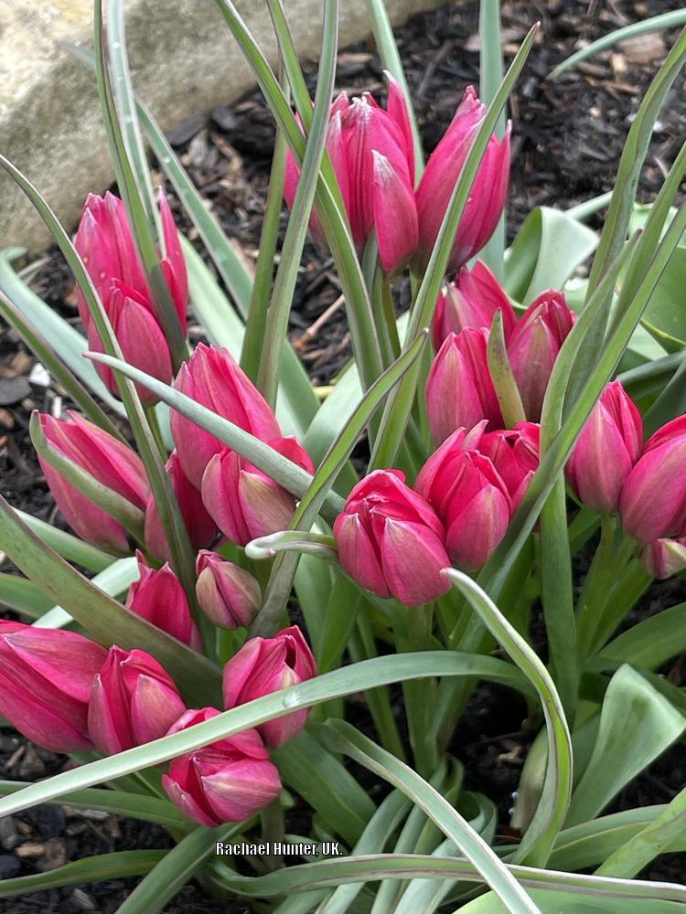 Photo of Species Hybrid Tulip (Tulipa 'Little Beauty') uploaded by RachaelHunter
