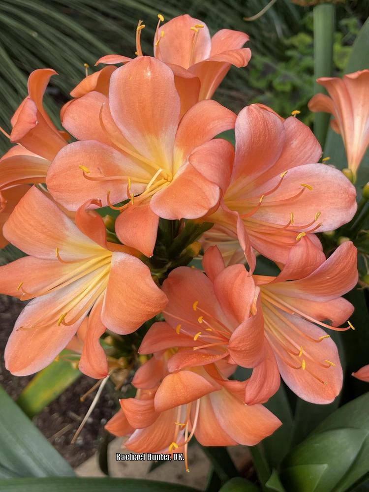 Photo of Fire Lily (Clivia miniata) uploaded by RachaelHunter