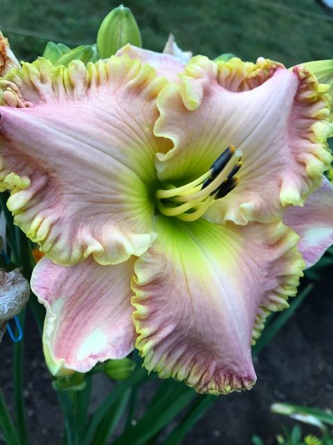 Photo of Daylily (Hemerocallis 'Heir to the Throne') uploaded by SLM22