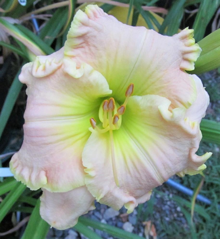 Photo of Daylily (Hemerocallis 'South Pacific') uploaded by Sscape