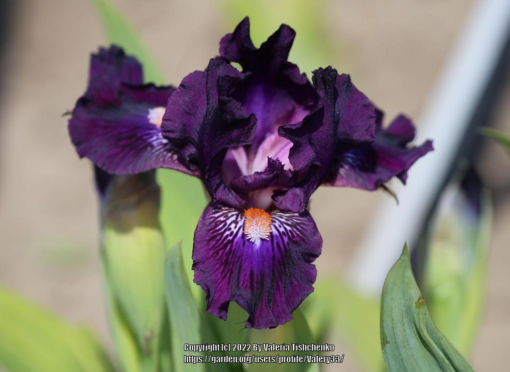 Photo of Standard Dwarf Bearded Iris (Iris 'Purple Tiger') uploaded by Valery33