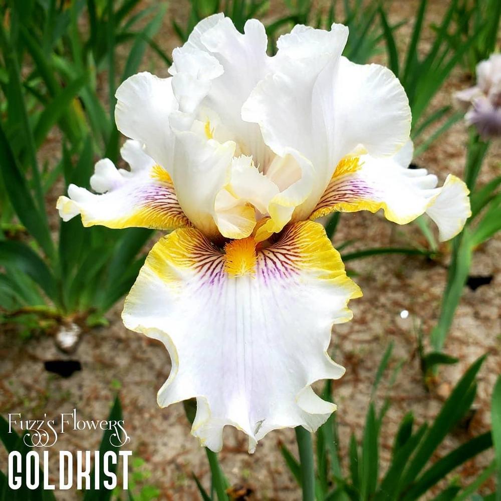 Photo of Tall Bearded Iris (Iris 'Goldkist') uploaded by fuzzsflowers