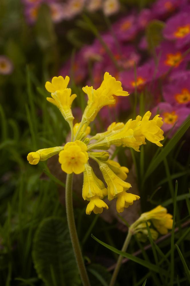 Photo of Primrose (Primula veris 'Hose in Hose') uploaded by AudreyDee