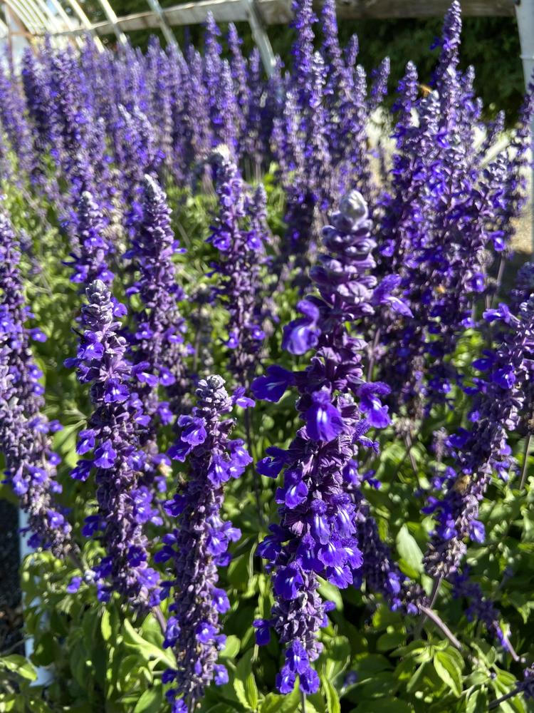 Photo of Sage (Salvia Mystic Spires Blue) uploaded by Calif_Sue