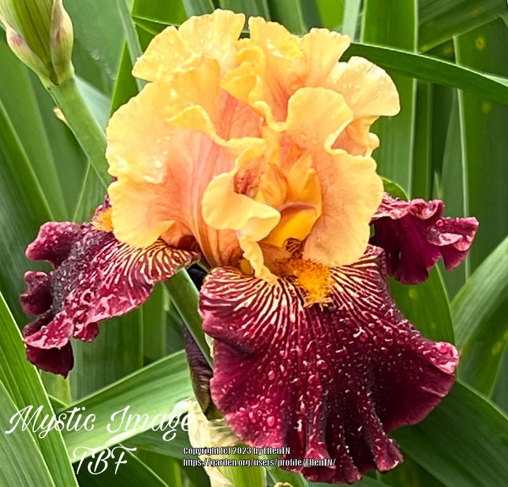 Photo of Tall Bearded Iris (Iris 'Mystic Image') uploaded by EllenTN