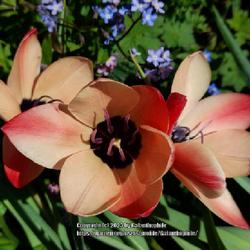 Location: Wallsend, Tyne and Wear England UK 
Date: 2023-04-23
Tulipa clusiana Annika