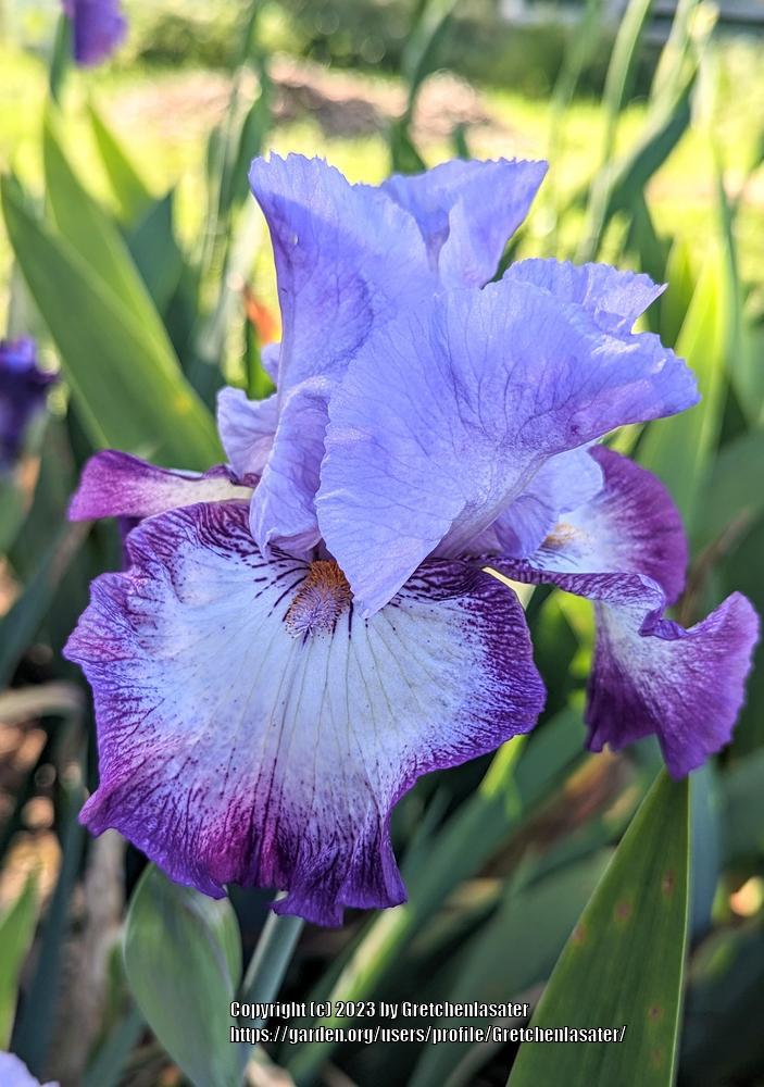 Photo of Tall Bearded Iris (Iris 'Eagle's Flight') uploaded by Gretchenlasater