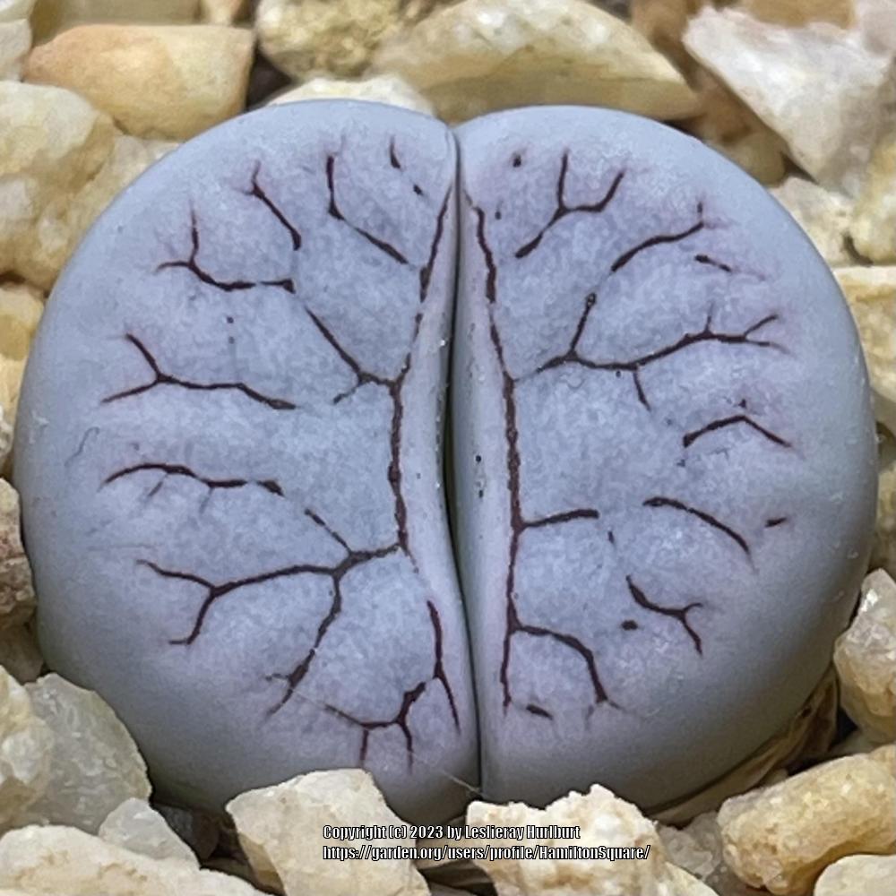 Photo of Living Stones (Lithops gracilidelineata subsp. gracilidelineata) uploaded by HamiltonSquare