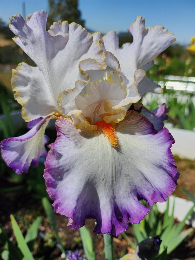 Photo of Tall Bearded Iris (Iris 'In the Loop') uploaded by MZiris