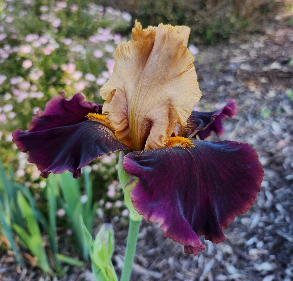 Photo of Tall Bearded Iris (Iris 'Red Rock Canyon') uploaded by MZiris