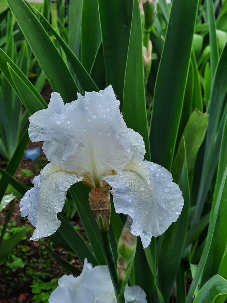 Photo of Tall Bearded Iris (Iris 'Immortality') uploaded by Oldtimey4
