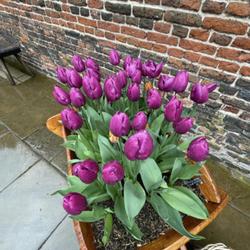 Location: Hampton Court Palace, Surrey, UK. The tulip festival.
Date: 2023-04-23