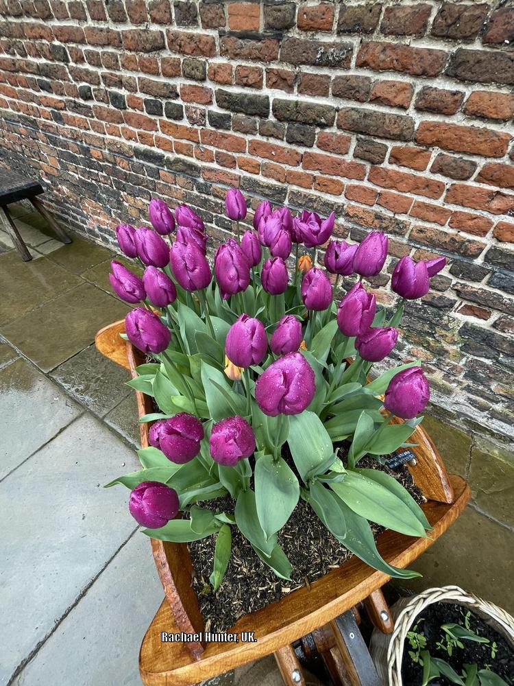 Photo of Single Early Tulip (Tulipa 'Purple Prince') uploaded by RachaelHunter
