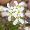 Tiny white clustered blooms on a low-growing rock garden plant