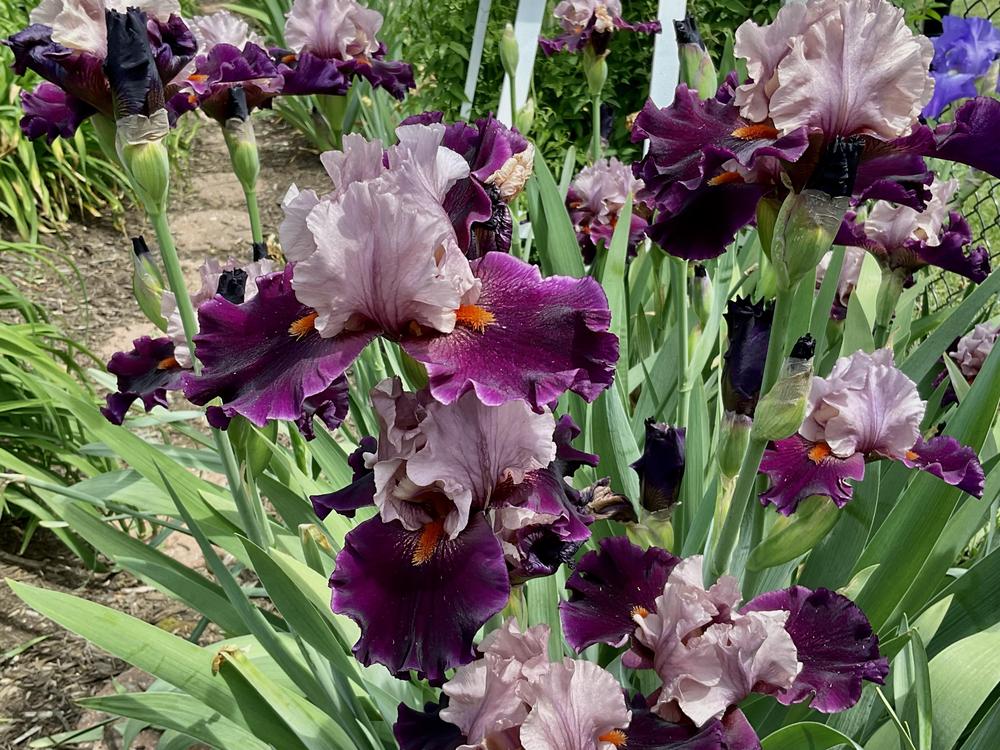 Photo of Tall Bearded Iris (Iris 'Disguise') uploaded by floota