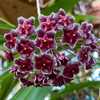 Hoya pubicalyx 'Royal Hawaiian Purple