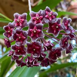 Location: Winter Springs, FL zone 9b
Date: 2023-04-26
Hoya pubicalyx 'Royal Hawaiian Purple