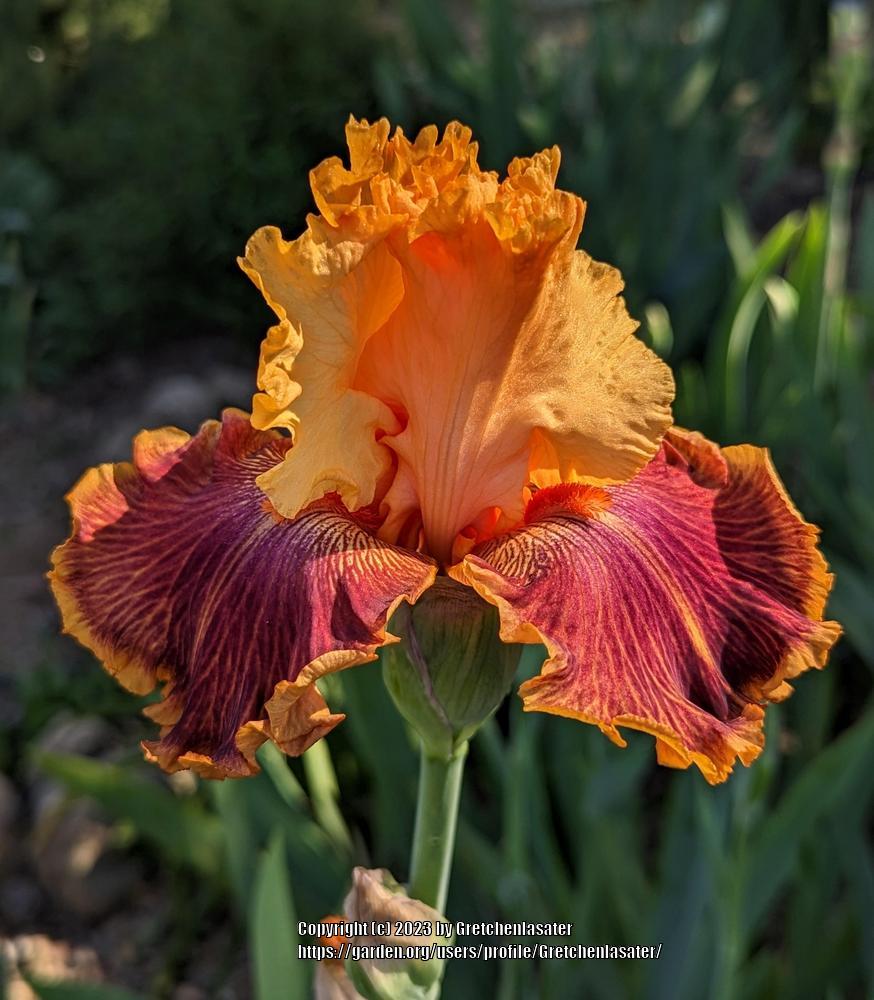 Photo of Tall Bearded Iris (Iris 'Bottle Rocket') uploaded by Gretchenlasater