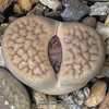 Living Stones (Lithops hookeri) Vermiculate C23 Very fine jagged 