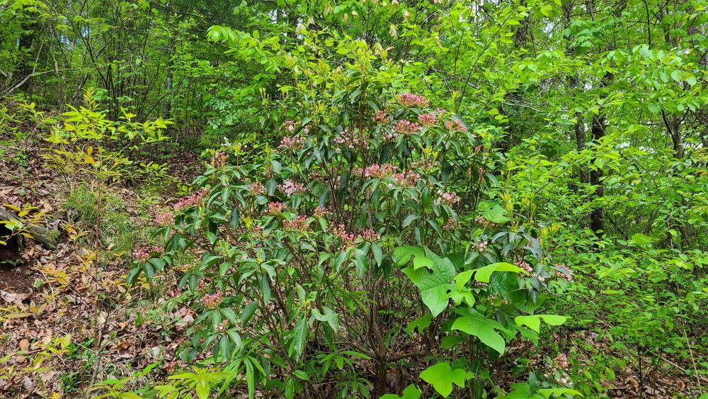 Photo of Mountain Laurel (Kalmia latifolia) uploaded by LoriMT