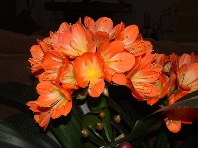 Photo of Fire Lily (Clivia miniata) uploaded by RuuddeBlock