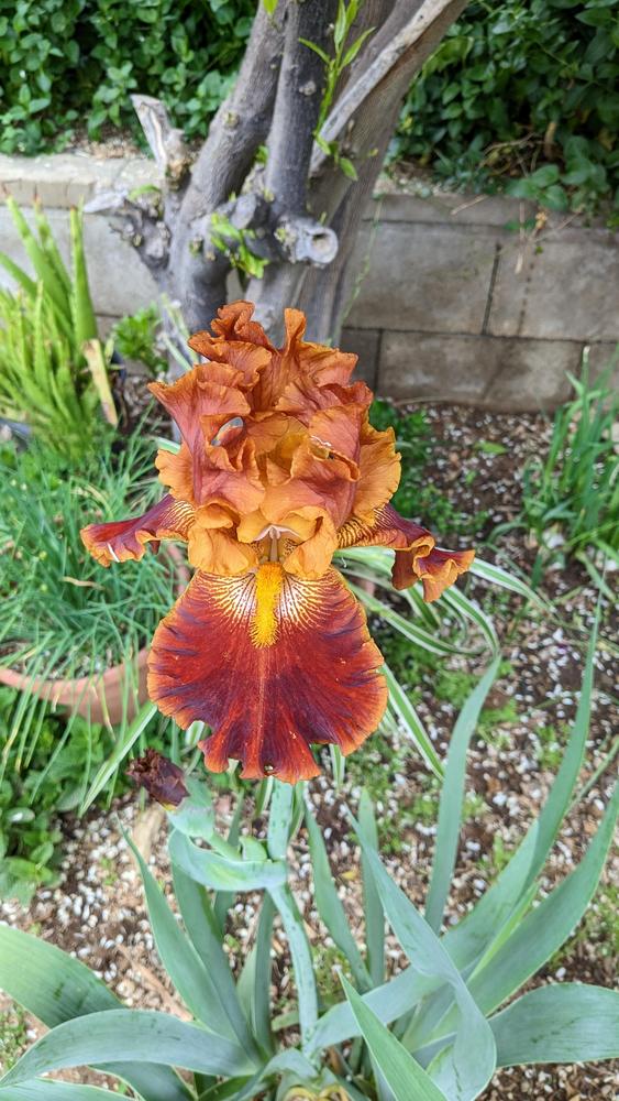 Photo of Tall Bearded Iris (Iris 'Rustler') uploaded by AlmaCannon
