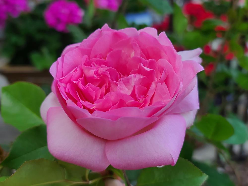Photo of Rose (Rosa 'Beverly') uploaded by BrookeCarrollGant