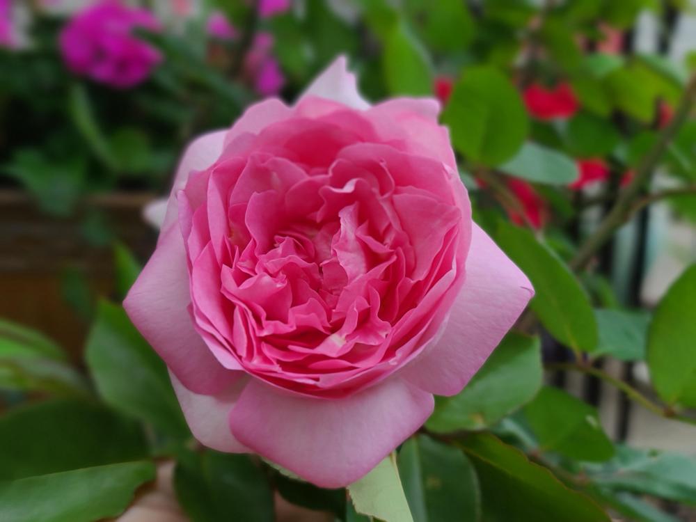 Photo of Rose (Rosa 'Beverly') uploaded by BrookeCarrollGant