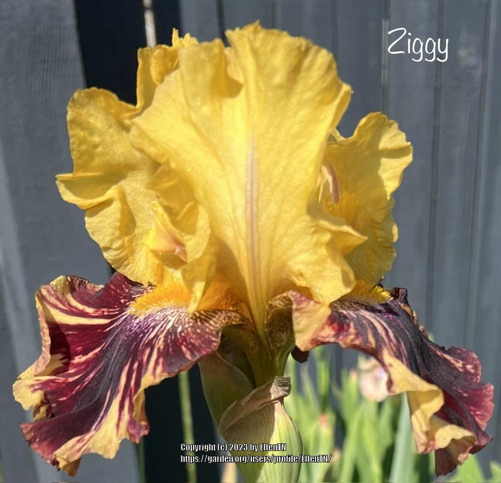 Photo of Tall Bearded Iris (Iris 'Ziggy') uploaded by EllenTN