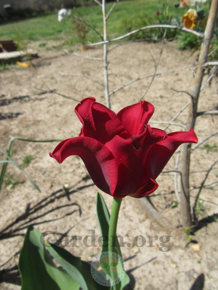 Photo of Tulip (Tulipa 'Red Dress') uploaded by Frillylily