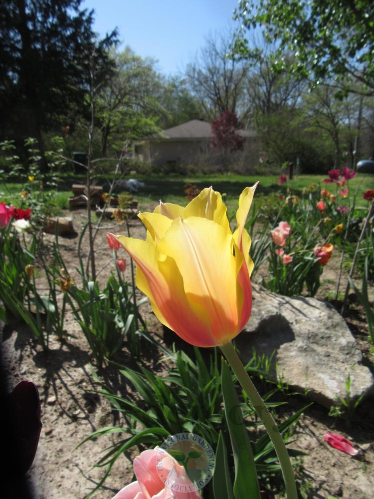 Photo of Single Late Tulip (Tulipa 'Blushing Lady') uploaded by Frillylily