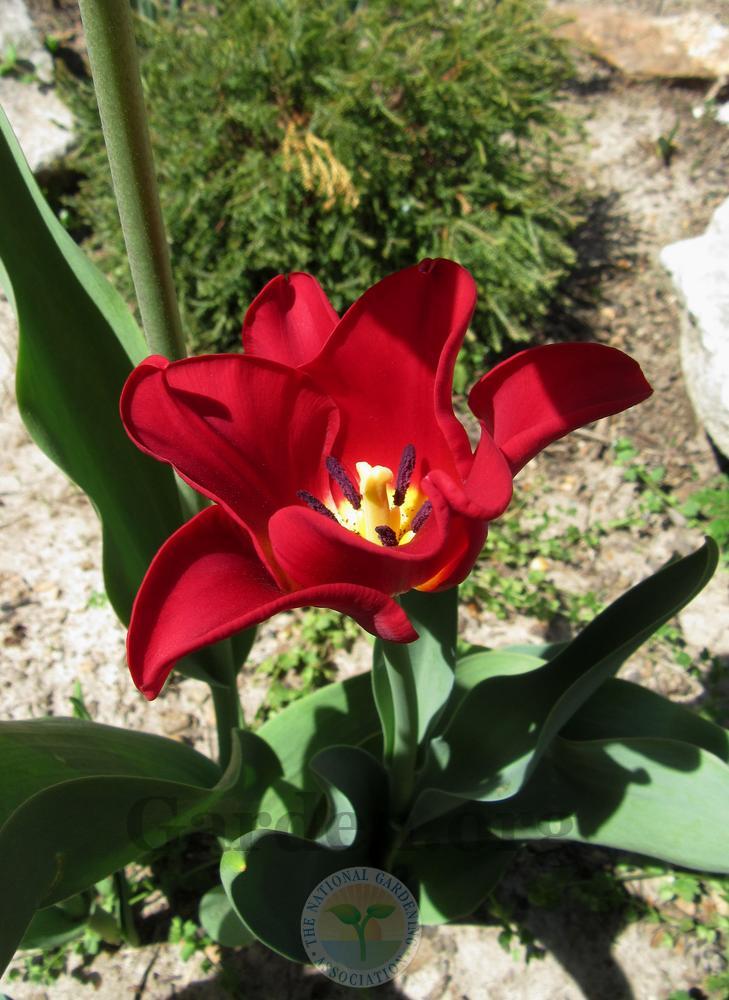 Photo of Tulip (Tulipa 'Red Dress') uploaded by Frillylily