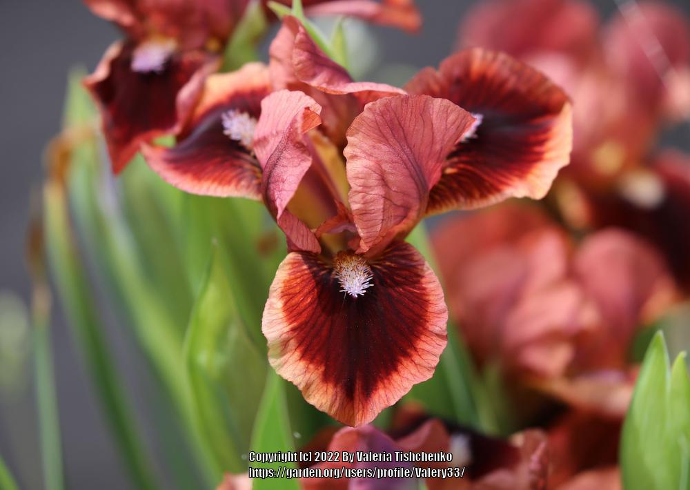 Photo of Standard Dwarf Bearded Iris (Iris 'Dyka Gorobynka') uploaded by Valery33