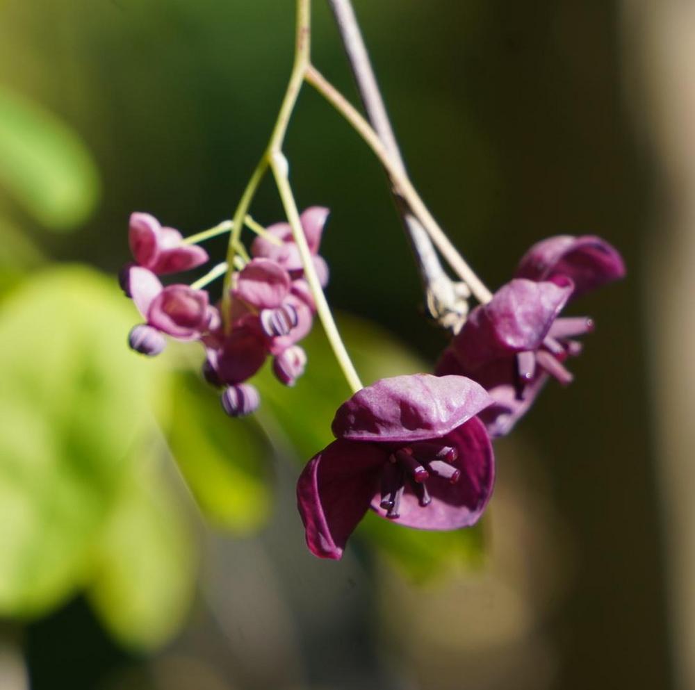 Photo of Five-Leaf Chocolate Vine (Akebia quinata) uploaded by D3LL