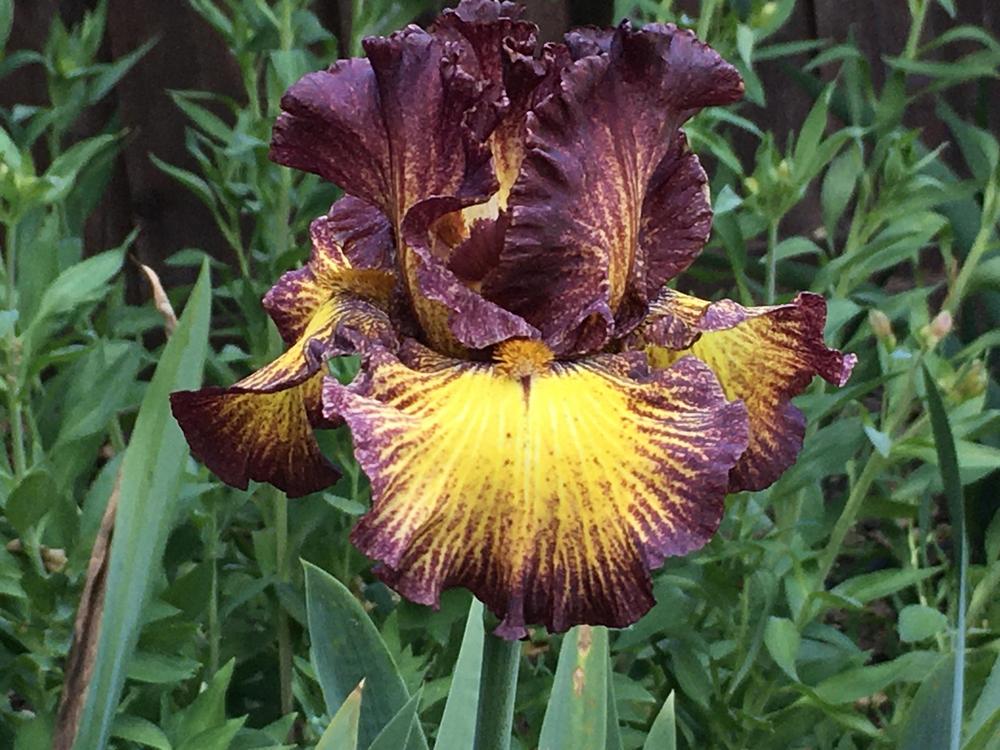 Photo of Tall Bearded Iris (Iris 'Tuscan Summer') uploaded by Neela