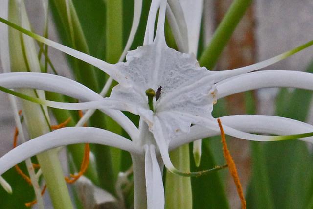 Photo of Spider Lily (Hymenocallis harrisiana) uploaded by RuuddeBlock