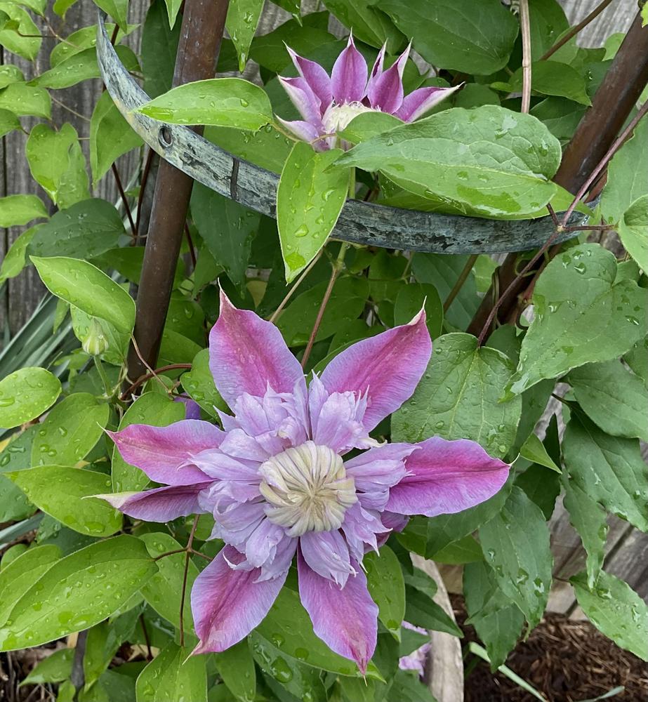 Photo of Clematis Josephine™ uploaded by floota
