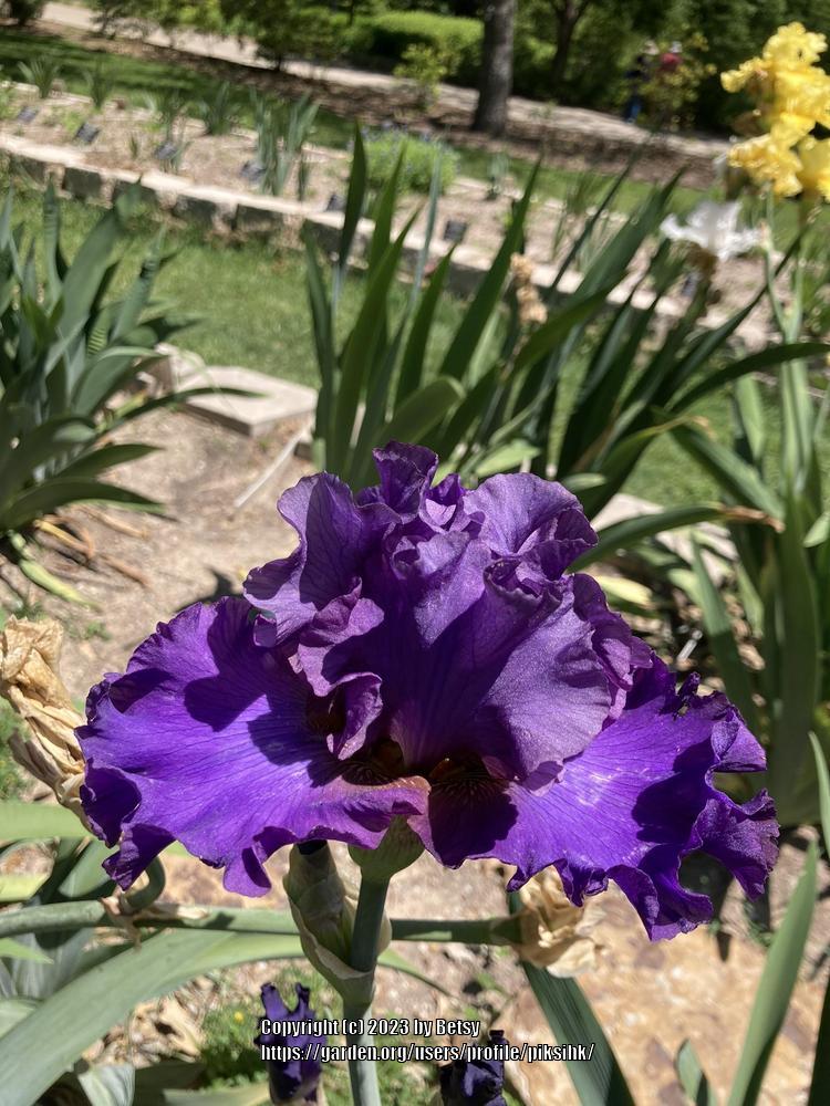 Photo of Tall Bearded Iris (Iris 'Classic Wine') uploaded by piksihk