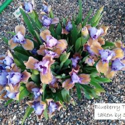 Location: East facing garden zone 6a
Date: April 2023
This is a two year clump with almost 30 blooms...