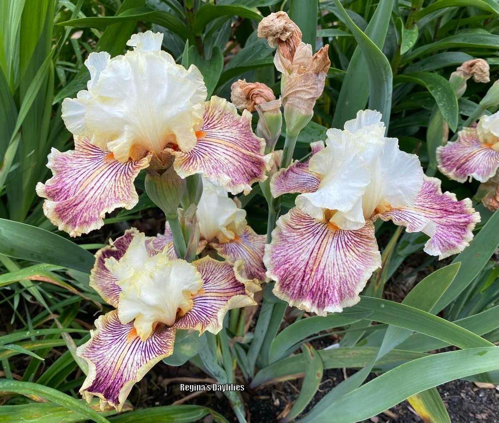 Photo of Tall Bearded Iris (Iris 'Insaniac') uploaded by scflowers