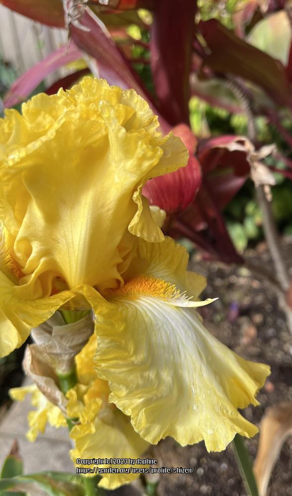 Photo of Tall Bearded Iris (Iris 'Carpe Diem') uploaded by shizen