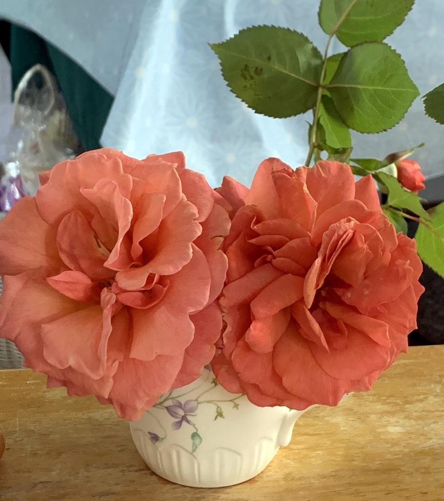 Photo of Floribunda Rose (Rosa 'Livin' Easy') uploaded by Donnabeverin