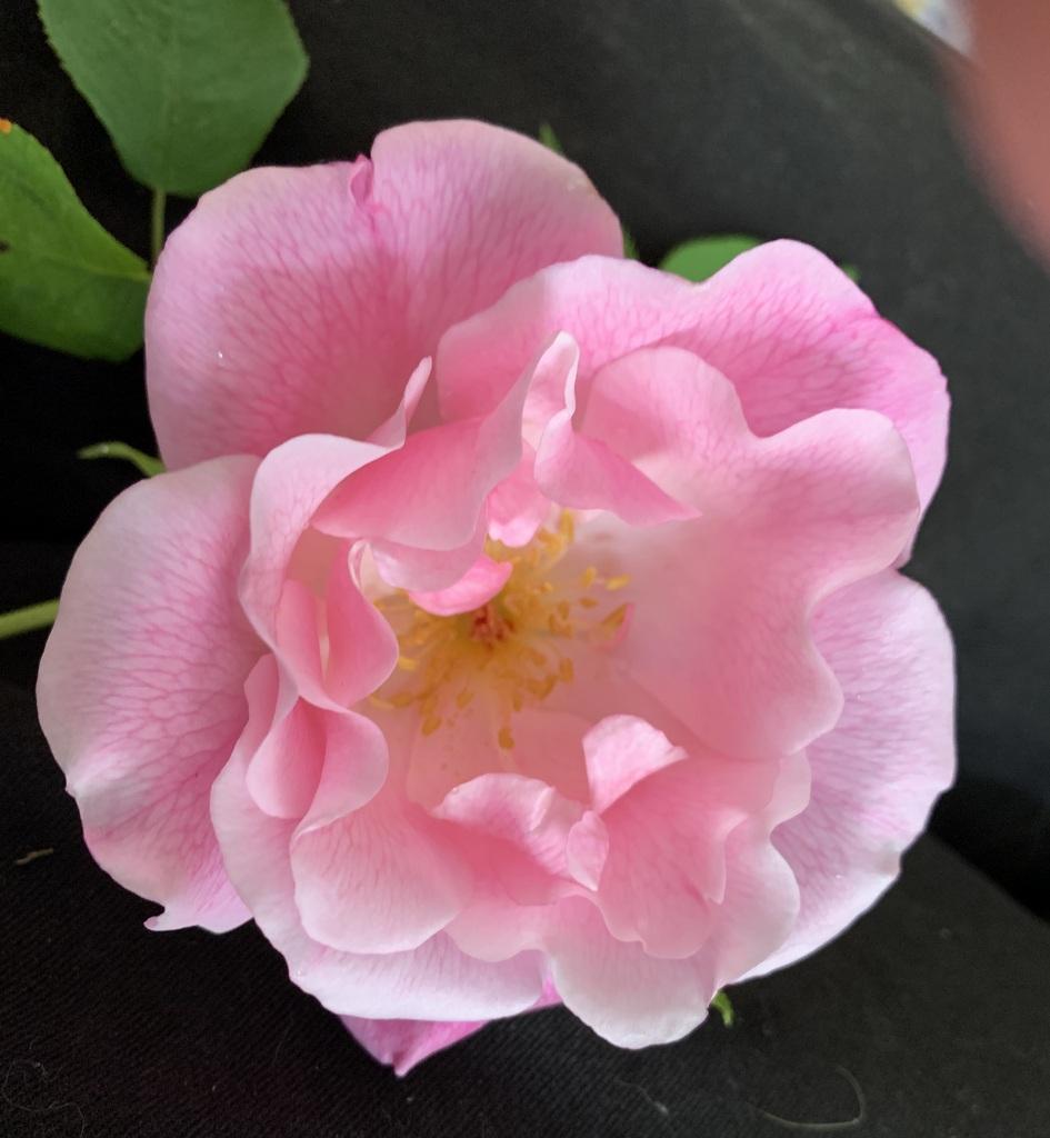 Photo of Rose (Rosa 'Nahema') uploaded by Donnabeverin