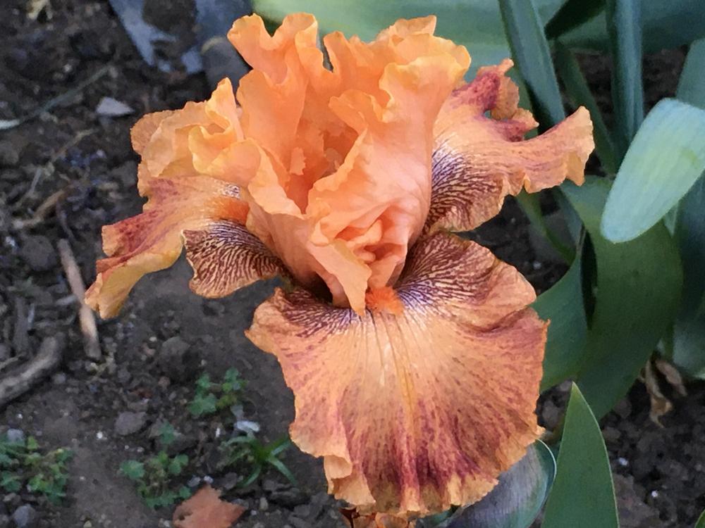 Photo of Border Bearded Iris (Iris 'Wild') uploaded by Neela