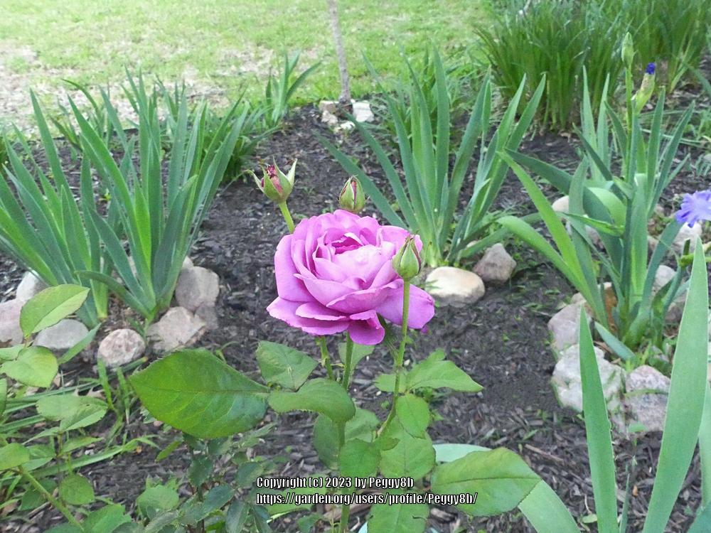 Photo of Rose (Rosa 'Blue Moon') uploaded by Peggy8b