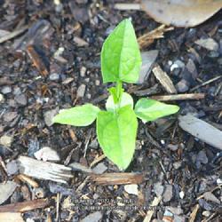 Location: Temple, Texas
Date: 2023-04-30
1 of 7 seedlings germinated March 2023 to eventually adorn a wrou