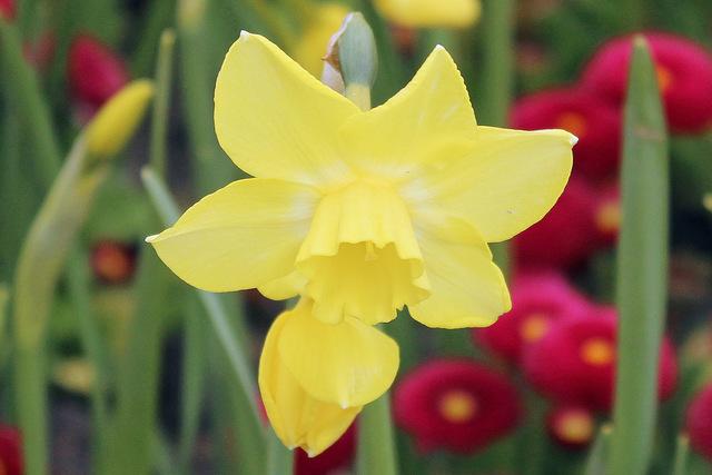 Photo of Miniature Jonquilla Daffodil (Narcissus 'Pipit') uploaded by RuuddeBlock