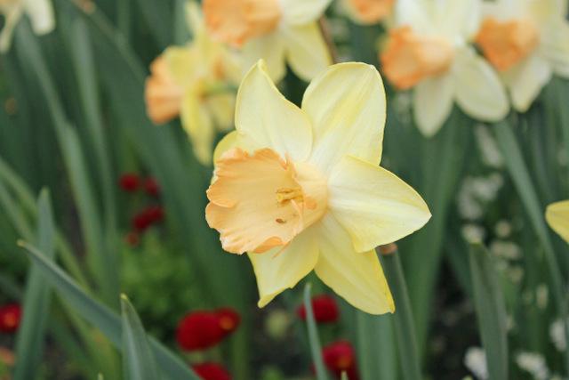 Photo of Large Cupped Daffodil (Narcissus 'Tickled Pinkeen') uploaded by RuuddeBlock